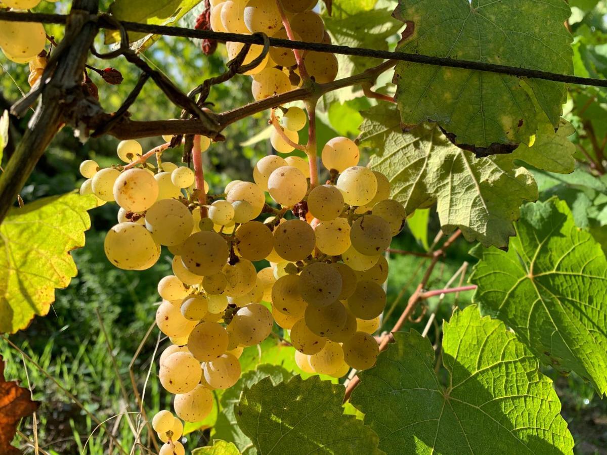 Zur Alten Rebe Ferienhaus Und Weingut 콘즈 외부 사진